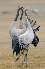 Common crane portrait (Grus grus)