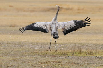 Common crane portrait (Grus grus)