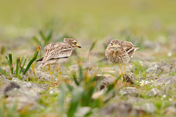Eurasian stone curlew (Burhinus oedicnemus)