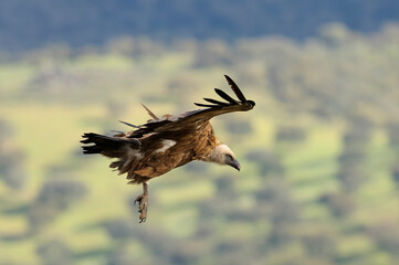 Eurasian griffon vulture (Gyps fulvus)