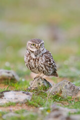 Little owl portrait (Athene noctua)