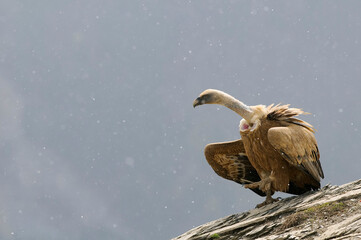 Eurasian griffon vulture (Gyps fulvus)