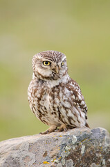 Little owl portrait (Athene noctua)