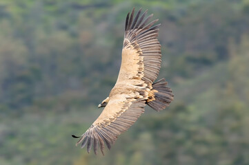 Eurasian griffon vulture (Gyps fulvus) flying
