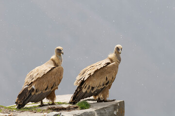 Eurasian griffon vulture (Gyps fulvus)