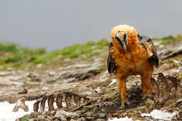Bearded vulture portrait (Gypaetus barbatus)