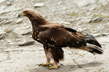 Golden eagle portrait (Aquila chrysaetos)
