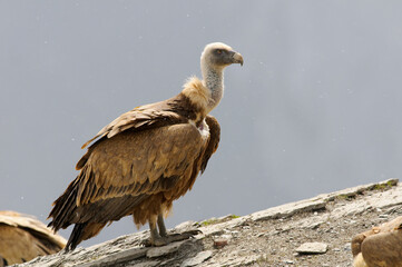 Eurasian griffon vulture (Gyps fulvus)