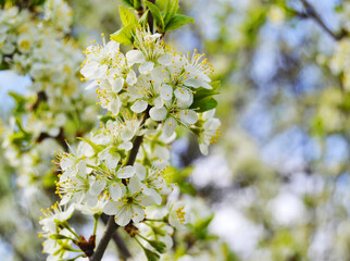 Beautiful white plum blossoms in spring