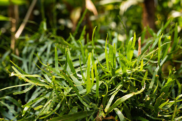 Pflanzen grün Blüte Indien Asien 