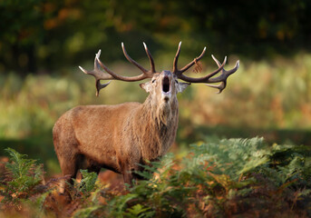 Naklejka na ściany i meble Red deer stag calling during the rut in autumn