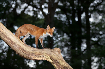 Fototapeta premium Red fox standing on a tree trunk in a forest