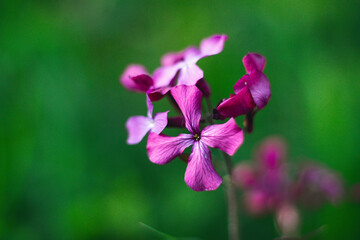 hermosas flores del bosque