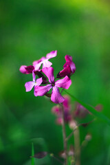Obraz premium hermosas flores del bosque