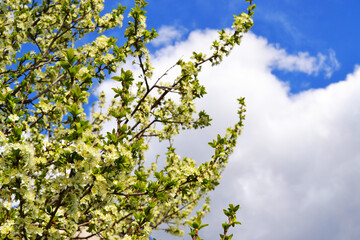 Plum blossoms against blue sky
