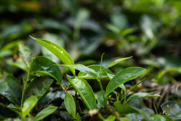 Tea plantations India leaves 