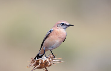 Desert wheatear-Oenanthe deserti