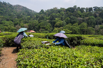 Tea plantations India leaves 