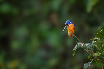 Colorful king fisher bird on a branch of a tree waiting to catch a fish in Borneo Malaysia