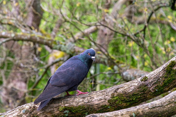 blue dove in the city on a branch in a park