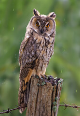 Long-eared owl-Asio otus
