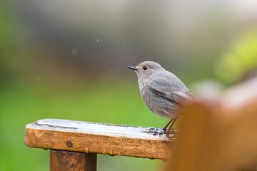 Female redstart sitting on a garden bench in the rain