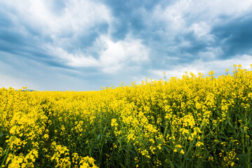 Obraz premium Empty canola field with cloudy sky