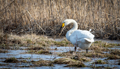 Swan in the swamps