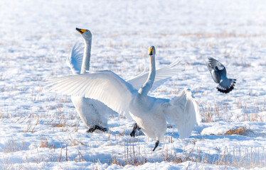 swans dancing