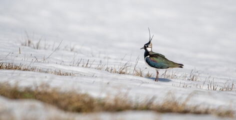 Northern lapwing