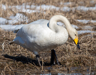 Whooper swan on field