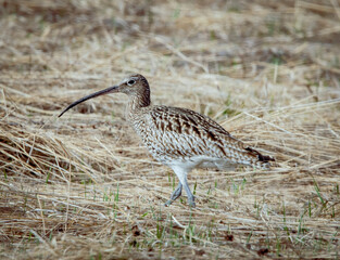 black winged teal