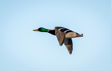 duck in flight