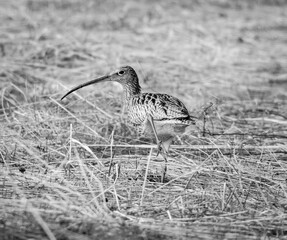Curlew b/w