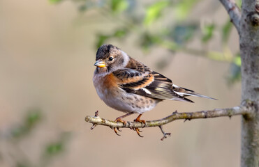 Brambling-Fringilla montifringilla