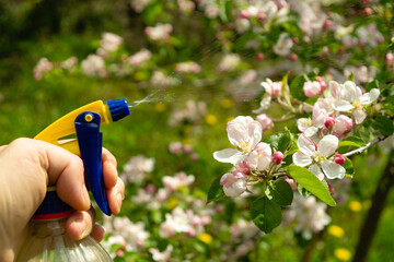 Preventive treatment of a flowering garden from pests and diseases. Sprayer in gardener's hand