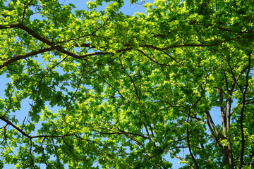 Sonnige grüne Blattlandschaft von Eichen vor blauem Himmel im Frühling