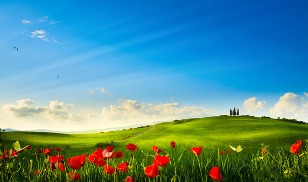 spring landscape panorama with flowering flowers on field and blue sky