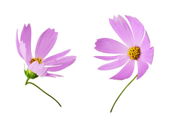 Set of pink cosmos flowers isolated on white or transparent background