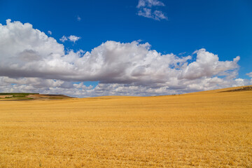 Obraz premium view of a crop field in Spain