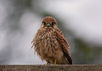 Common kestrel-Falco tinnunculus
