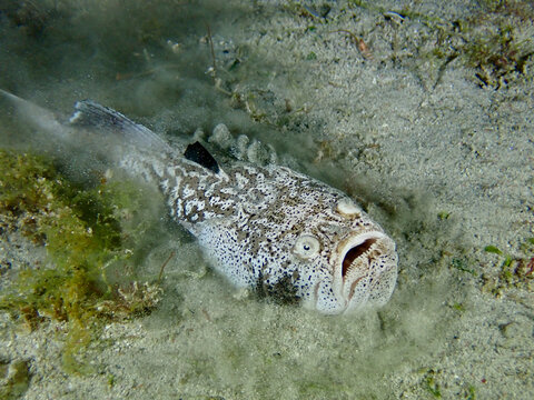 Stargazer fish digs into the sandy bottom underwater.
