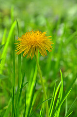One yellow dandelion flower  'Taraxacum officinale 'blooms in green grass. Close up photo. Free copy space.