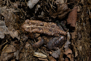 A toad emerges from its winter hibernation and easily blends in with the brown dead leaves covering the forest floor.  This toad is so well camouflaged that you would miss it.  Spring in Upstate NY.