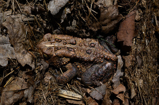 A toad emerges from its winter hibernation and easily blends in with the brown dead leaves covering the forest floor.  This toad is so well camouflaged that you would miss it.  Spring in Upstate NY.