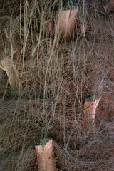 Vertical image close-up texture of a palm tree trunk.