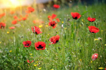 Obraz na płótnie Canvas Close-up of beautiful poppy flowers among the grass.