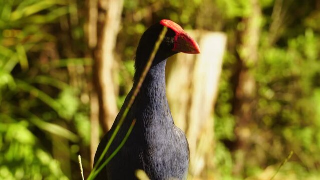 Curious Pukeko bird looking around on sunny evening golden hour