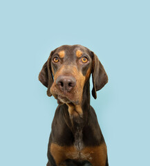 Funny and confused vizsla puppy dog looking at camera. Isolated on blue pastel background