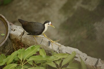the white-breasted waterhen is a waterbird widely distributed across south and southeast asia